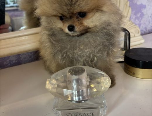 Супер міні дівчинка: рудий соболь