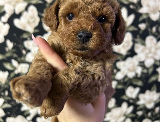 Хлопчик породи Той-пудель: відкрите бронювання