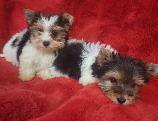 Хлопчики Бівер-йоркширського тер’єра: чудові антидепресанти