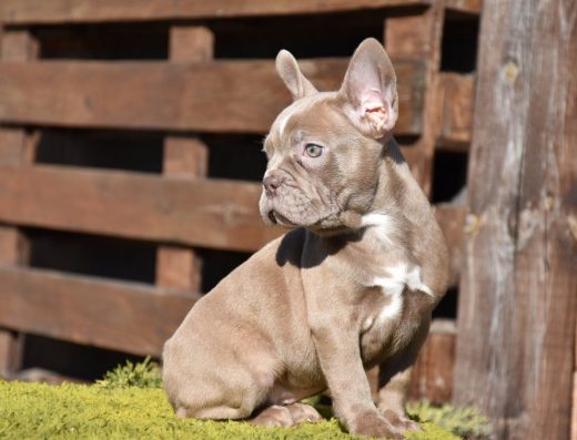 Французький бульдог: дівчинка у забарвленні ізабелла