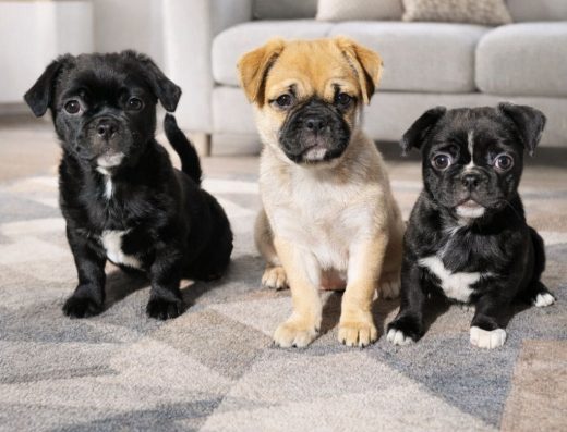 Дівчатка Мопса: активні та дружелюбні малюки
