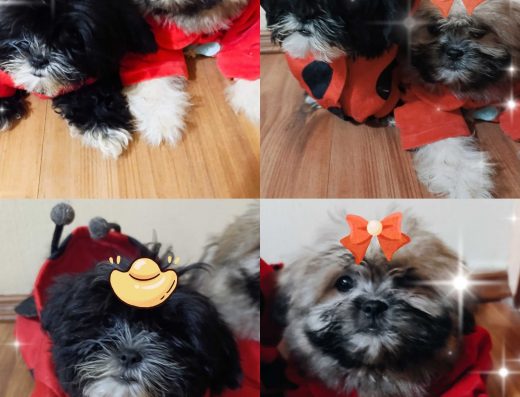 Цуценята Ши-тцу: пухнасті весняні подаруночки