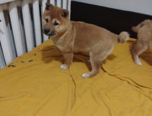 Цуценята Сіба-іну: чистокровні малюки