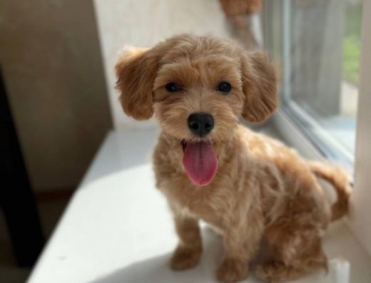 Цуценята Мальтіпу F1: дівчинка та хлопчик