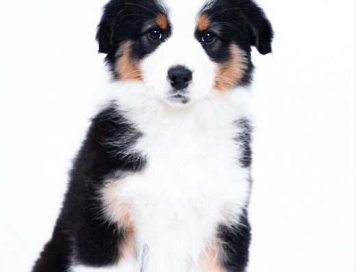 Цуценята Австралійської вівчарки: малюки з розплідника «MoyaМriya»