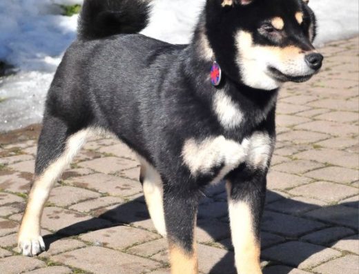 Сіба-іну: високопородна дівчинка від японських батьків