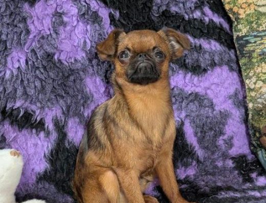 Пті-брабансон: чарівний хлопчик Брабантський грифон