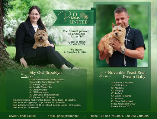 Цуценята Норвіч-тер’єра: дівчатка з документами КСУ