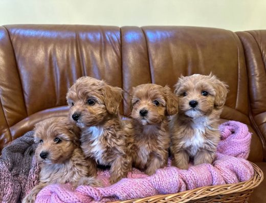 Мальтіпу F2: елітні цуценята готові до переїзду