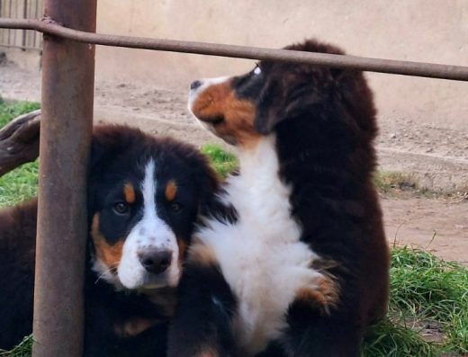 Бернський зенненхунд: цуценята з повним пакетом документів