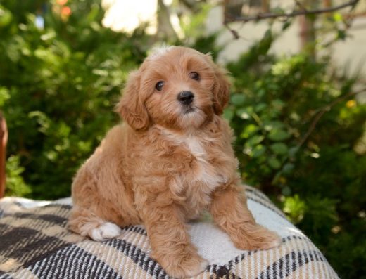 Хлопчик та дівчатка Мальтіпу: малюки F1 та F2