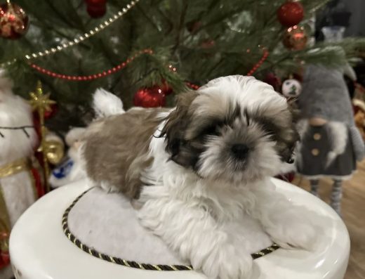 Ши-тцу міні: тримісячні малюки з чипом