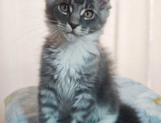 Кошенята Мейн-кун