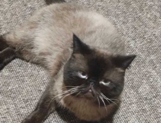 Продам кота-екзота