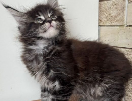 Продам кошеня мейн-кун (дівчинка ns 22) срібло гентести