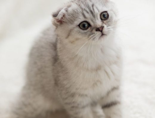 Серебристая шиншилла шотландская вислоуха