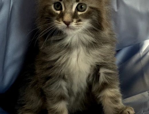 Кошеня Мейн-кун пропонуються