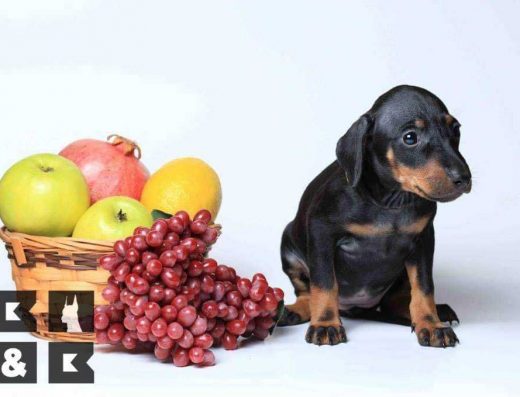 Манчестер-тер’єр: цуценята від професійного розплідника