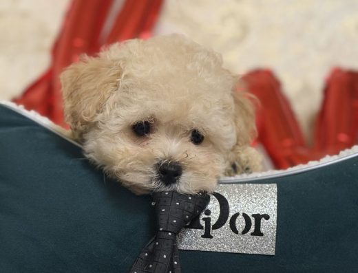 Мальтіпу міні: ексклюзивні малюки baby-face