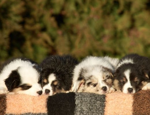 Австралійська вівчарка: цуценята Ауссі від розплідника