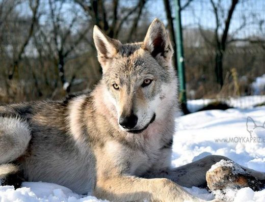Чехословацька вовча собака: цуценята від зіркових батьків
