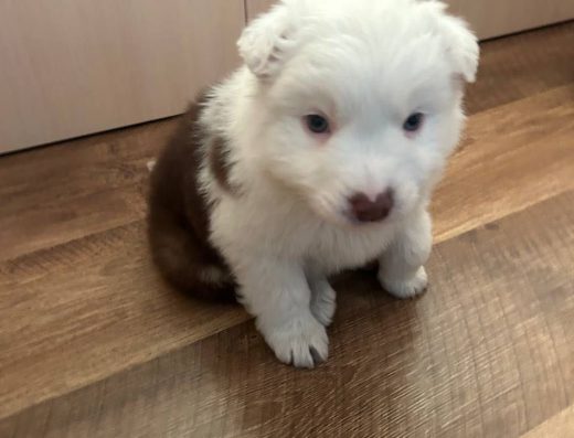 Австралійська вівчарка (Ауссі): милі хлопчики з родоводом