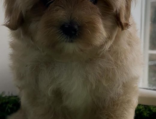 Мальтіпу: шикарний хлопчик