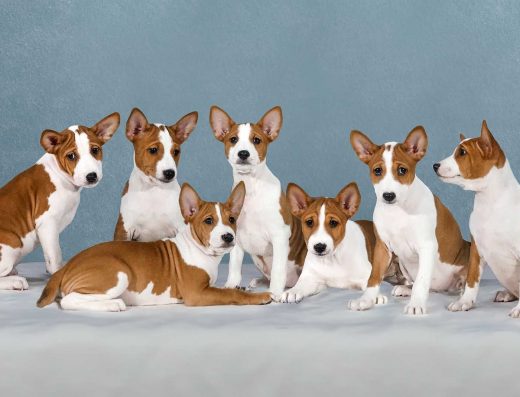 Басенджі: хлопчик від чемпіонів розплідника “Dominant Star”