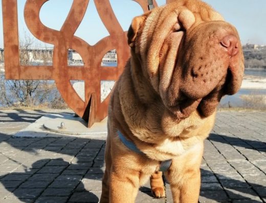 Шарпей: розумний та лагідний хлопчик