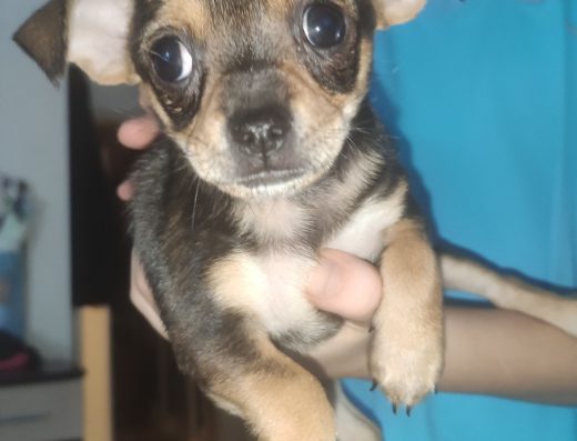 Той тер’єр: цуценята