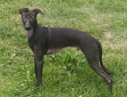 Левретка: чарівний чорний хлопчик