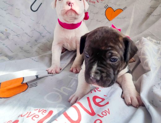 Американський пітбультер’єр: чистокровні цуценята