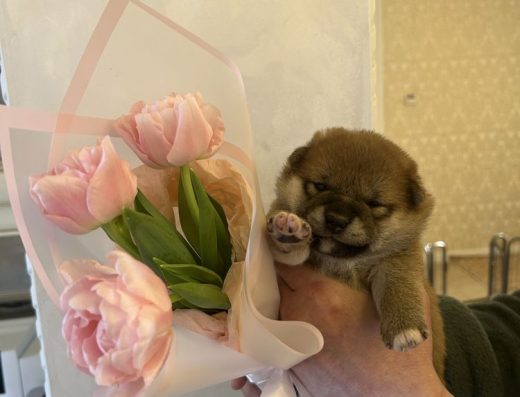 Сіба-іну: породна дівчинка з розплідника