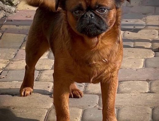 Малий Брабансон: породні та веселі цуценята