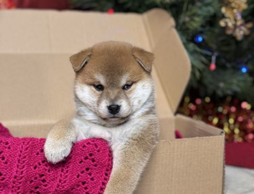 Сіба-іну: руді малюки з міжнародного розплідника