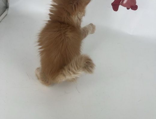 Хлопчик Мейн-кун