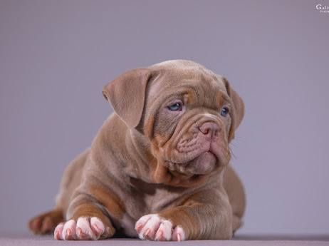 Американський буллі: цуценята ABKC з розплідника