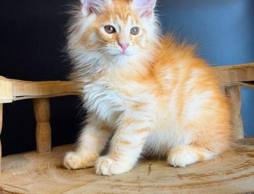 Червоний хлопчик Мейн кун