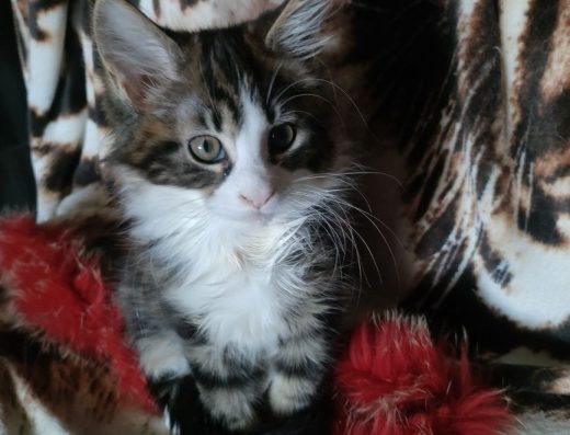 Мейн кун милашка.