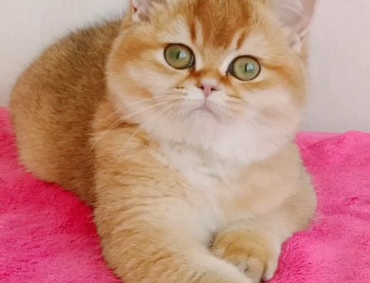 Елітна британська золота шиншила.