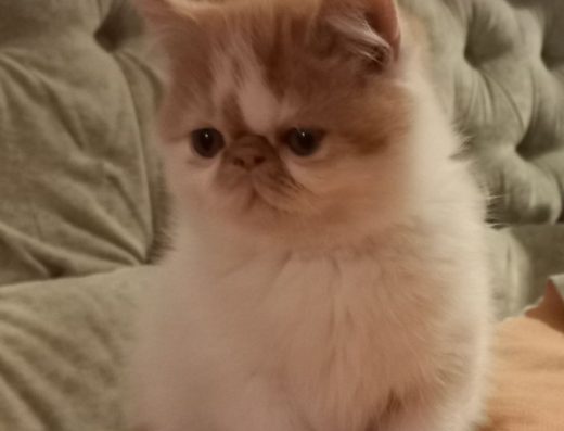 Екзоти з розплідника.