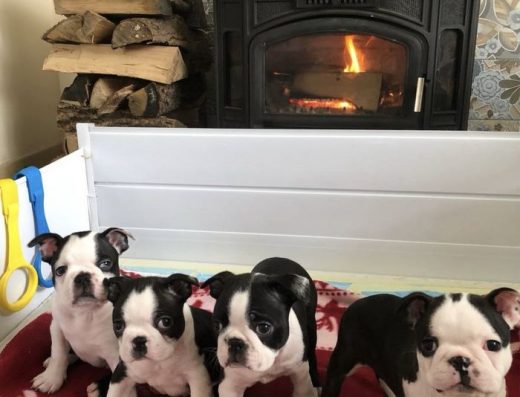 Бостон-тер’єр: неймовірні хлопчики для резервування