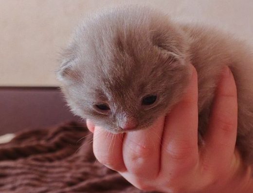 Продам кошенят шотландської породи