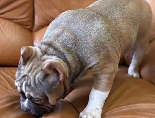 Американський буллі: лагідний хлопчик палевого забарвлення