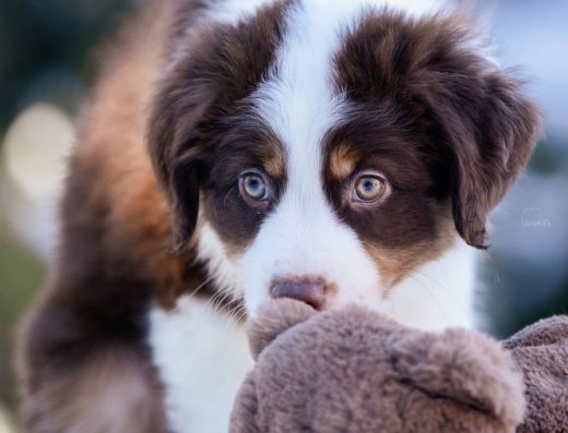 Мініатюрна Американська вівчарка: чарівний хлопчик для родини