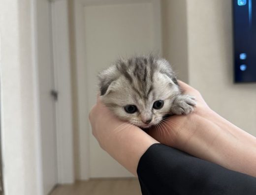 Шотландська висловуха мармурова дівчинка (Scottish Fold)