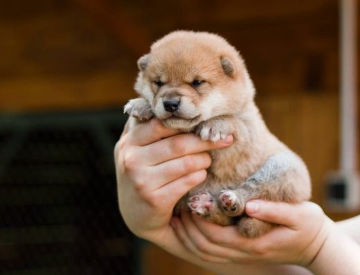 Сіба-іну: розумні та віддані цуценята