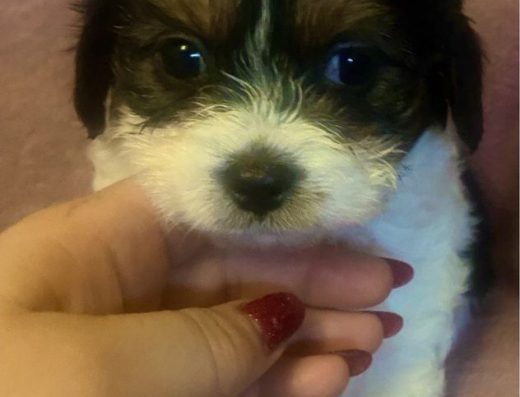 Ши-пу: чарівні дівчатка для вашої родини