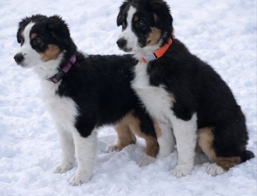 Австралійська Вівчарка: дівчинка Ауссі