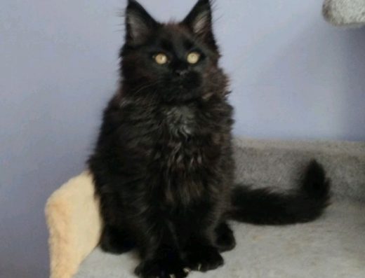 Котенок породы Мейн-кун